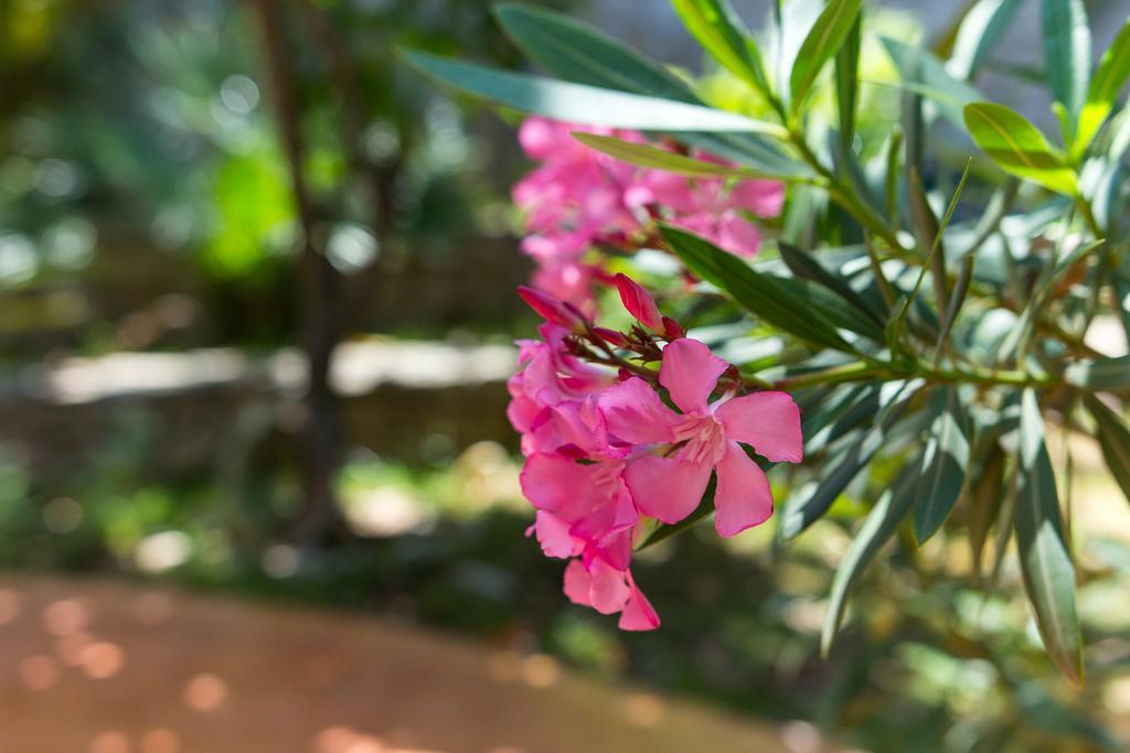 Villa Alma Veli Lošinj Buitenkant foto